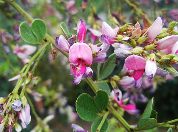 荒野维生野菜系列大叶胡枝子