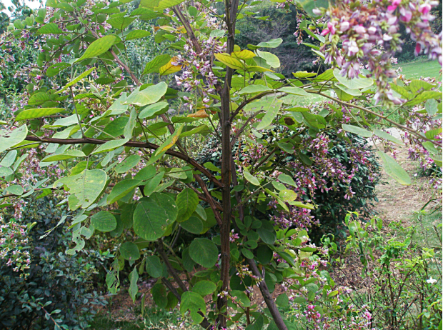 荒野维生野菜系列大叶胡枝子
