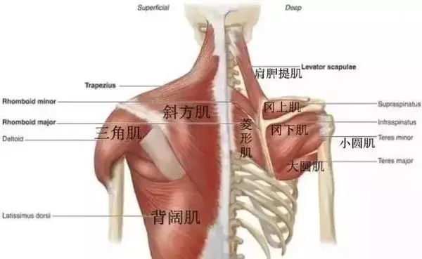 changes in latitude 釋放背闊肌(上)