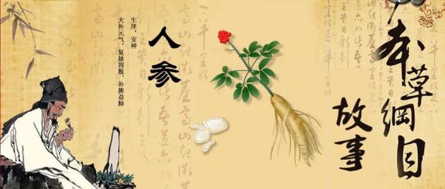 本草纲目故事百草之王人参