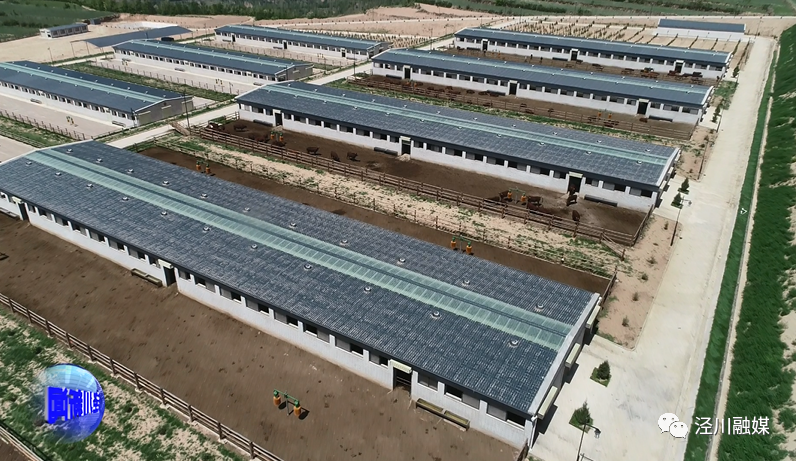 带动,大户联建,农合带动"等方式,年内计划新建,改建标准化养牛场4个