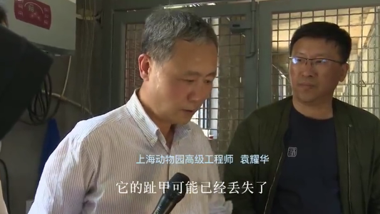 反复被打脸盘点杭州金钱豹外逃事件争议时刻瞒报狗咬与断掌