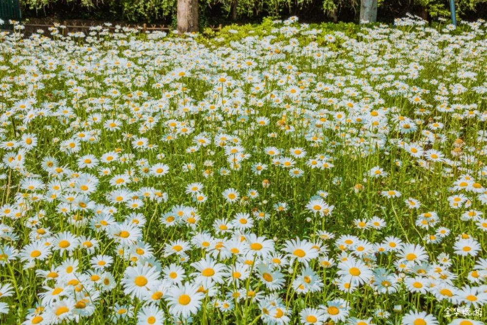 美到炸裂4000㎡小雏菊花海清新绽放免费观赏太太太美了