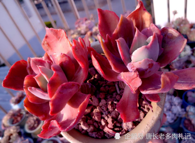 双头钻石锦钻石锦多肉简介:钻石锦是景天科拟石莲属的多肉植物,具体