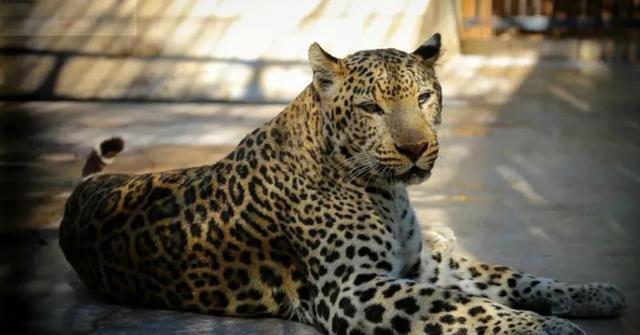 动物园|杭州野生动物园|豹子|杭州|富阳