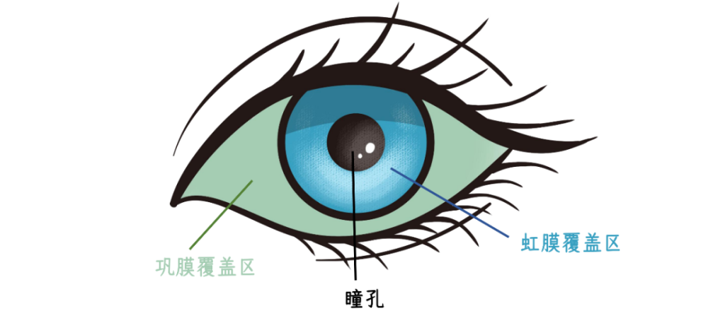 眼睛颜色差异的部分,中间有一个孔,即为瞳孔巩膜:覆盖眼白部分角膜