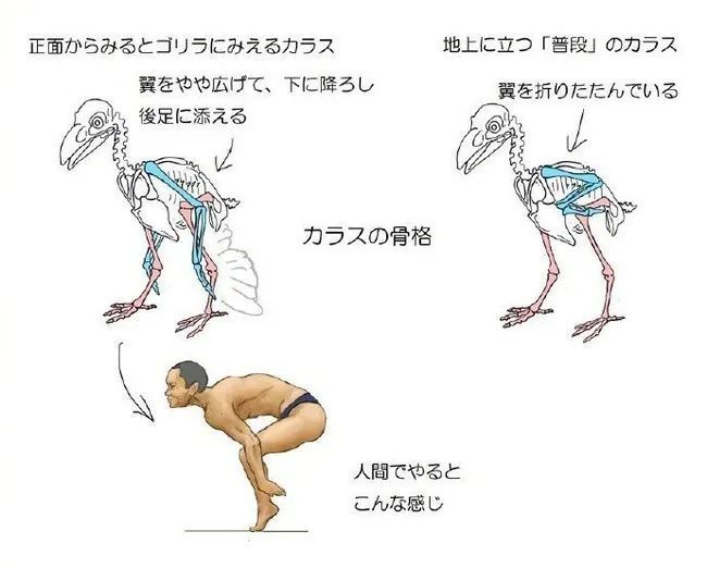 绘画参考 动物结构解剖 如果人类变成其他动物会怎样 腾讯新闻