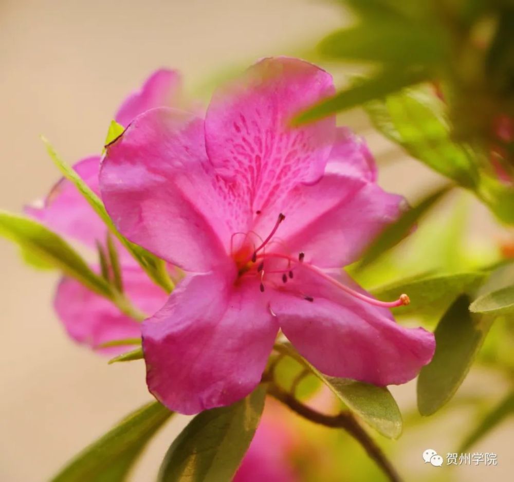 别名:扶桑,赤槿,佛桑,红木槿,桑槿,大红花,状元红观赏时间:常年可见