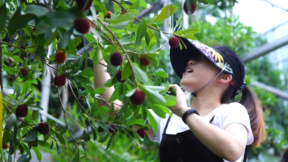 叮2021年第一口青田杨梅即将送达