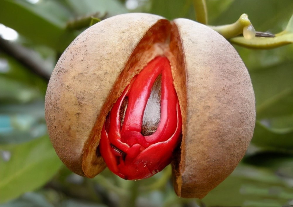 豆蔻作为一种绿色的草本植物,叶子宽大类似芭蕉叶,而成熟的种子果实又