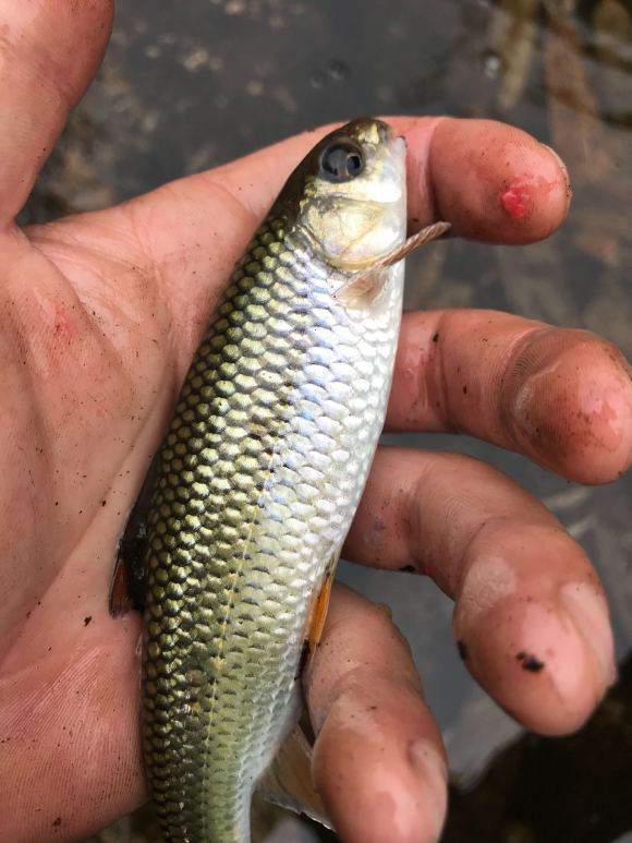 看到這條小溪溝裡的魚,釣魚人手癢,吃貨嘴饞