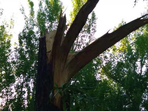 铁岭大风吹倒大树如此暴躁的季节要小心小心再小心