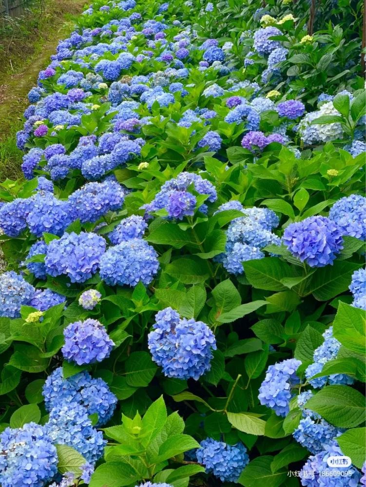 成都最美的绣球花海来了!几乎都免费!