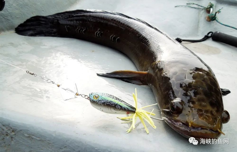 尖头鳢梅花斑攻略法(二)_腾讯新闻