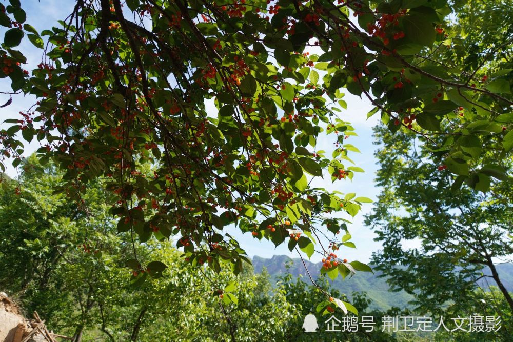山西农村发现70年生的野生樱桃树,果实累累,10万元不卖