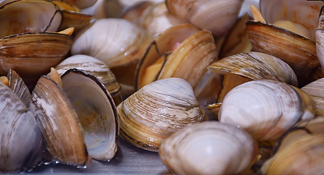 爱喝汤的要收藏了教你白蛤咸汤的做法一顿饭3大碗不够喝