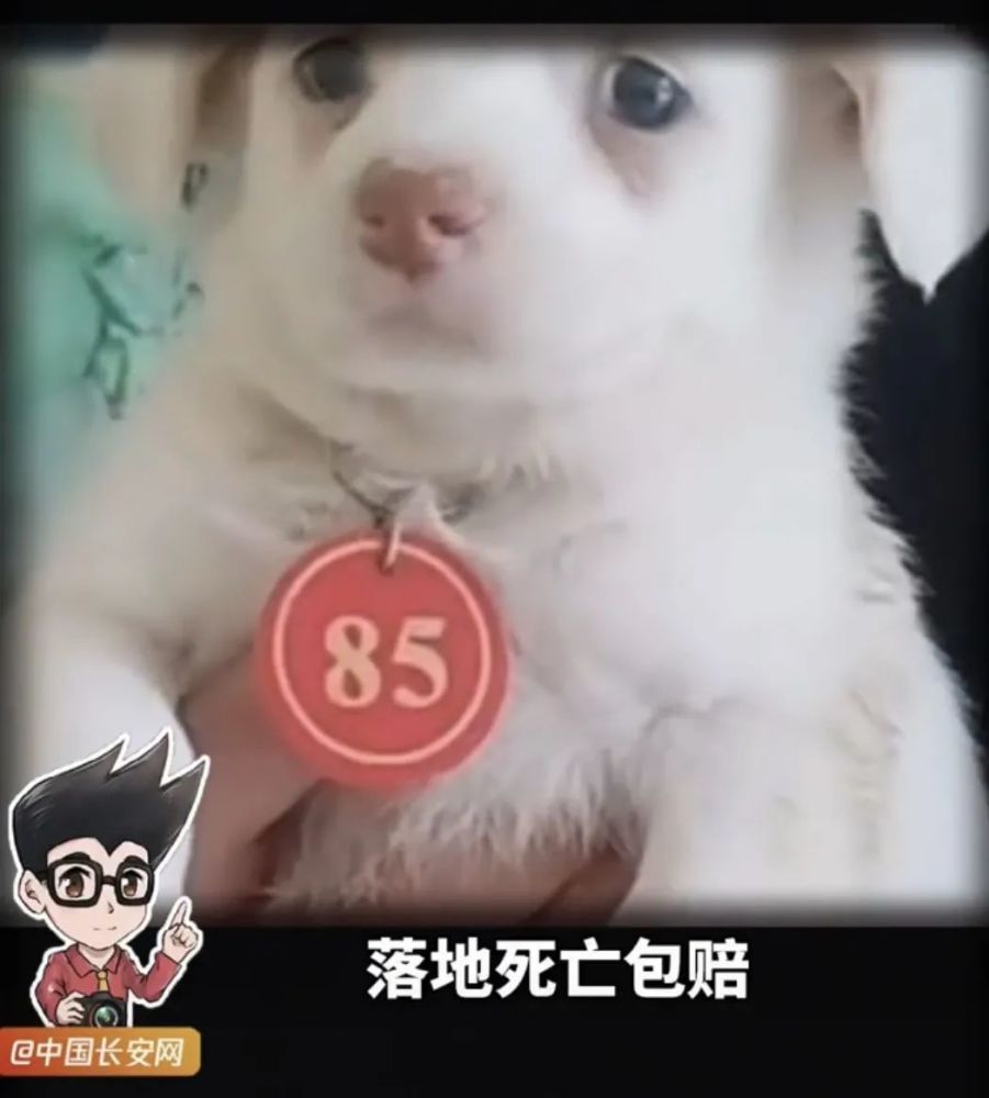 宠物盲盒成亡盒