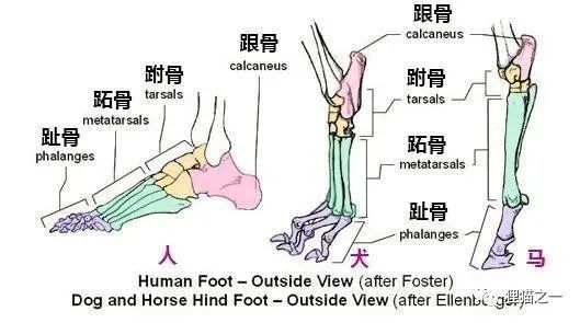 避重就轻第二只金钱豹确实只是断了脚趾但跟断掌差别不大