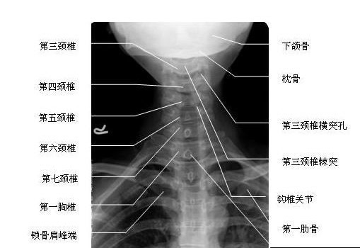 许嵩的冰柜里,是不是偷偷藏了什么