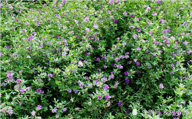 紫花苜蓿亩产5吨 种植1次可以连续收割10年 被誉为 牧草之王 腾讯新闻
