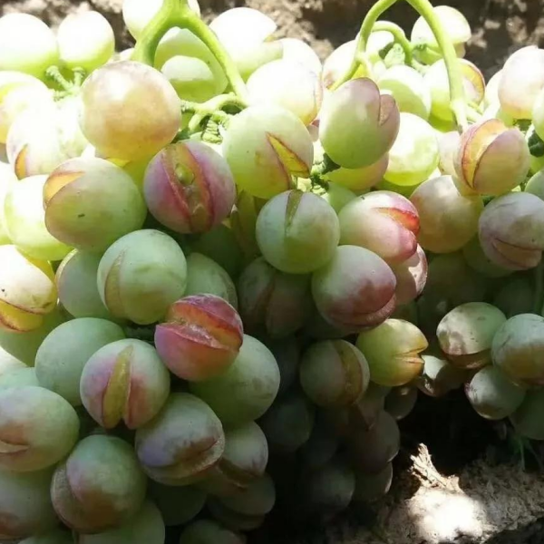 后期控制秧苗吸收水分:在葡萄苗一侧中耕旋土,旋耕深度为15~20厘米,弄