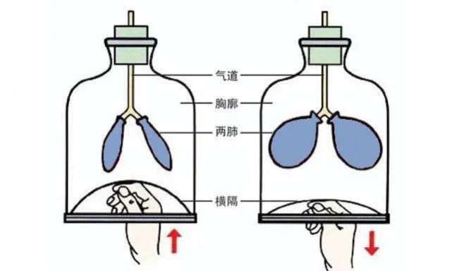 呼吸的过程动漫图片