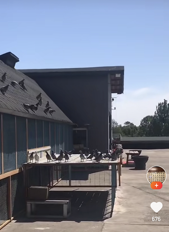 北京老牌"骆玉梅鸽舍",藏在四合院里的实力派赛鸽名舍!