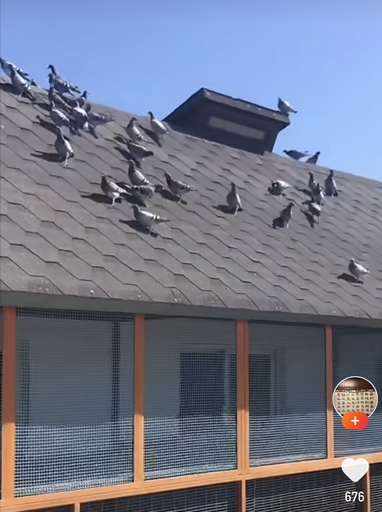 北京老牌"骆玉梅鸽舍",藏在四合院里的实力派赛鸽名舍!