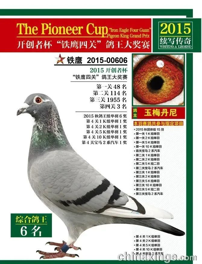 北京赛鸽名家排行_赛鸽视频北京赛鸽名家王文君专访(2)