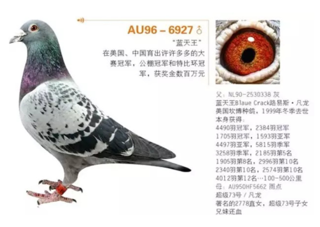 北京老牌"骆玉梅鸽舍",藏在四合院里的实力派赛鸽名舍!