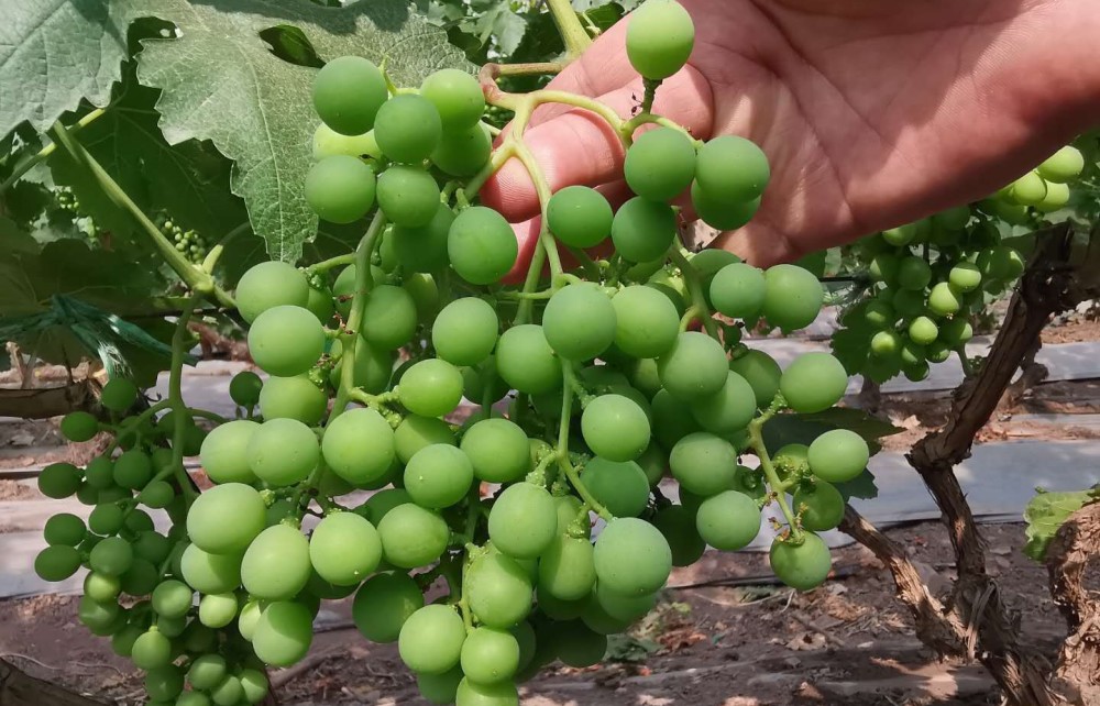 葡萄幼果膨大专用肥,15天喷施一次,果粒饱满病害少含糖量高