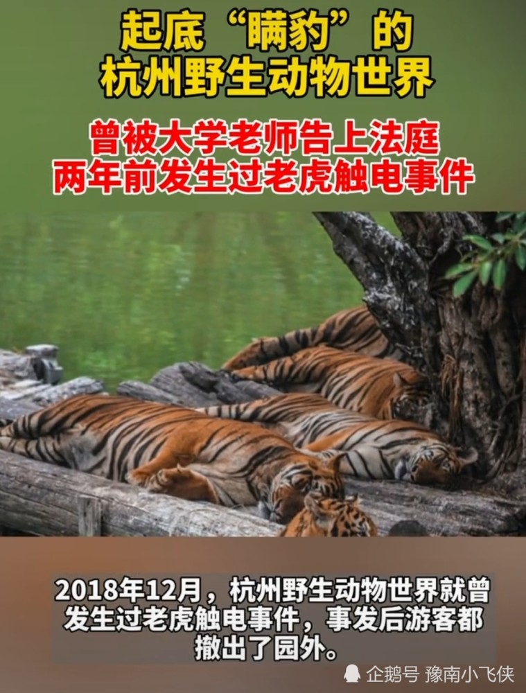 浙江杭州起底瞞豹的野生動物園因老虎觸電被老師告上法庭