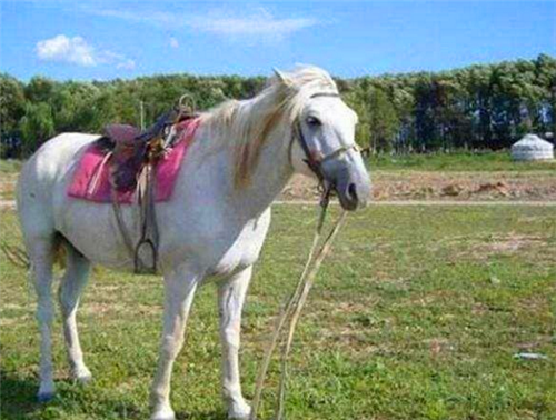 拍完86版西游记后,唐僧的坐骑"白龙马",最终结局令人唏嘘