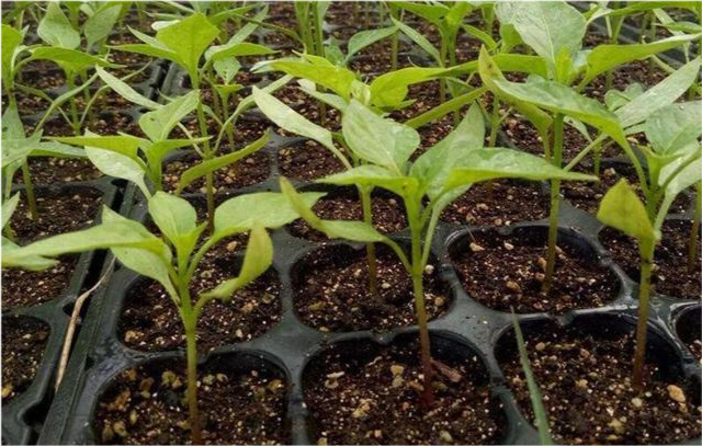 基质栽培蔬菜,怎样解决连种问题呢?是每种植一茬后换基质吗?