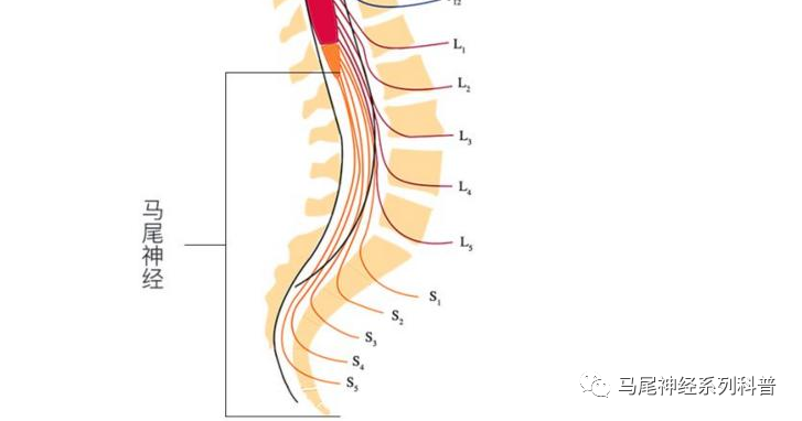 脊髓马尾位置示意图图片