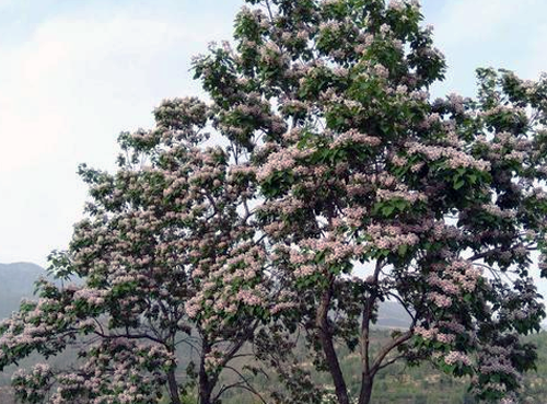 清·夏孫桐《惜餘春慢·崇效寺楸花》走在綴滿了淡淡粉粉花兒的楸樹下