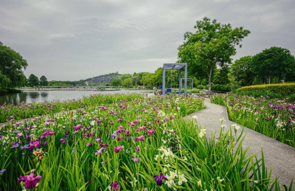 鸢尾属名iris为希腊语"彩虹"之意,因此鸢尾花的音译名就叫"爱丽丝".
