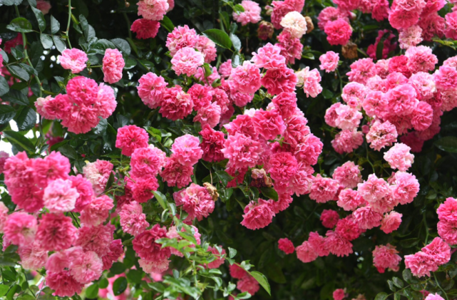 长沙这里的蔷薇花隧道等你来打卡 腾讯新闻