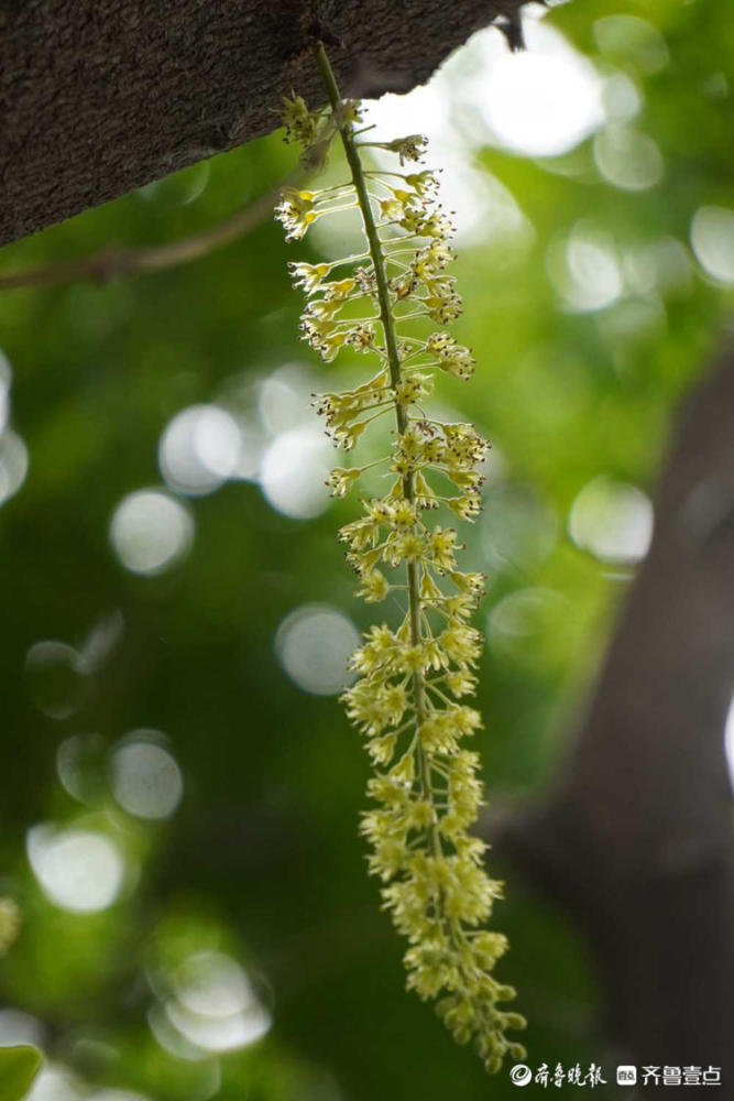 花开齐鲁你认识皂角树吗济南英雄山皂角树开出串串穗状花