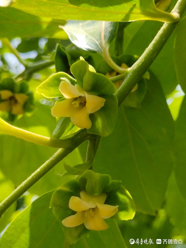 花開齊魯|濟南泉城公園的柿子花開了,具體長啥樣,你見過嗎?