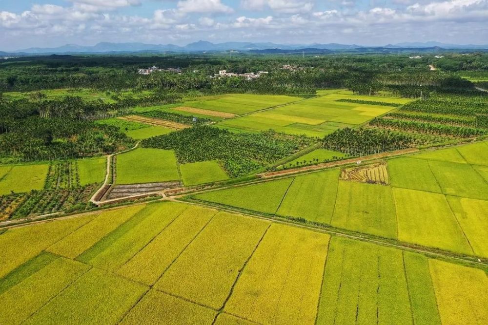 海南号优选看琼海大路洋万亩稻田