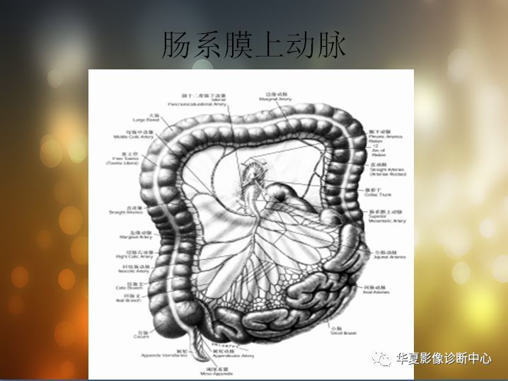 全腹部高清ct圖譜彙總內含淋巴結綵色圖譜血管解剖圖譜