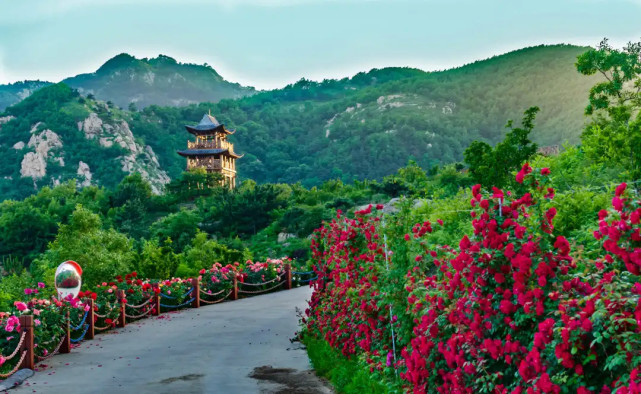 2021齐长城百果园第五届月季花海旅游节震撼来袭!