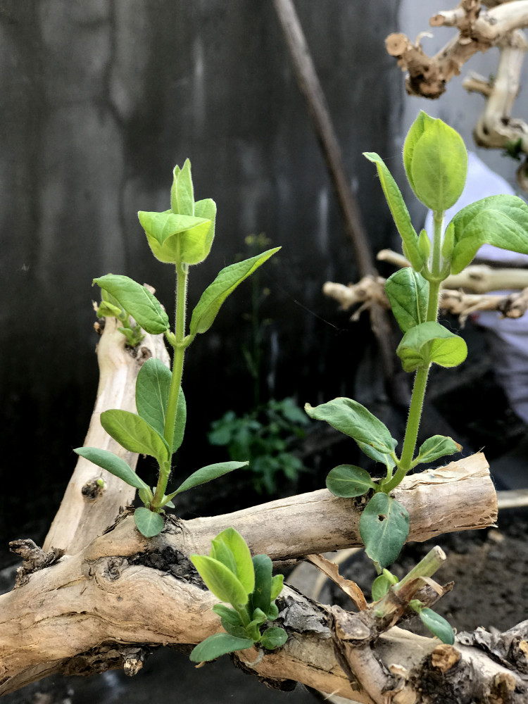 80一颗金银花老桩这桩有百年吗