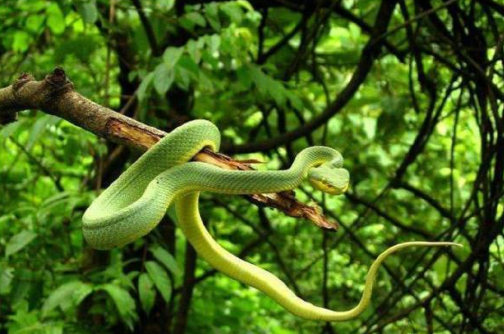 3条一米多长"青竹标"惊现武定养殖场!森警出手"一锅端"_腾讯新闻