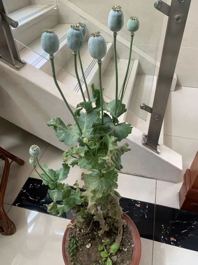 高邮一小区内惊现已结果实的罂粟民警提醒擅种违法