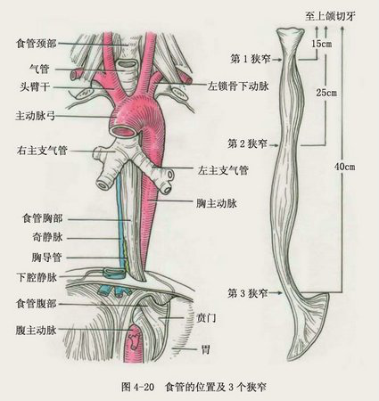 人体食管位置图图片