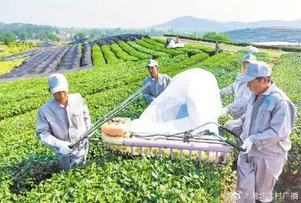 总投资52亿元大悟茶产业引进18个合作项目