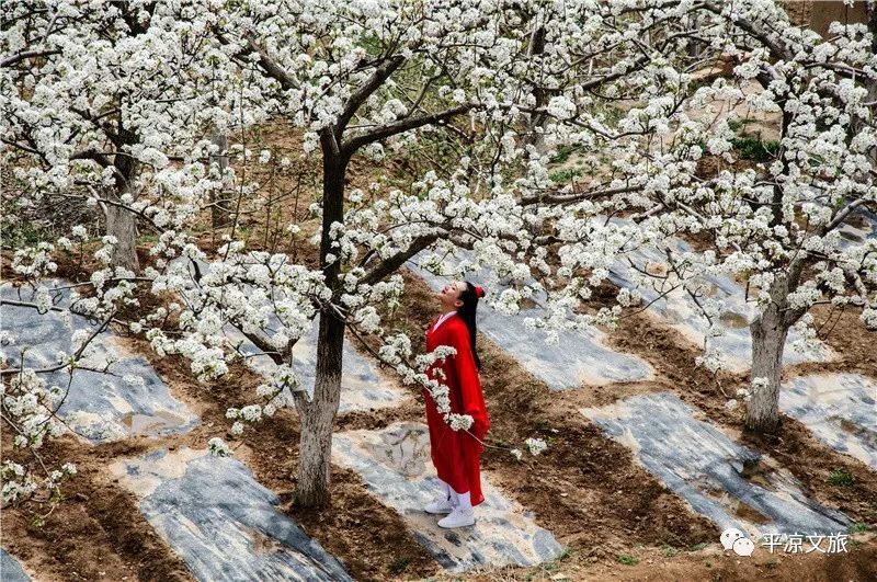 【平凉文旅·总工会踏春行】芳菲静宁:界石铺镇万亩梨园风景带