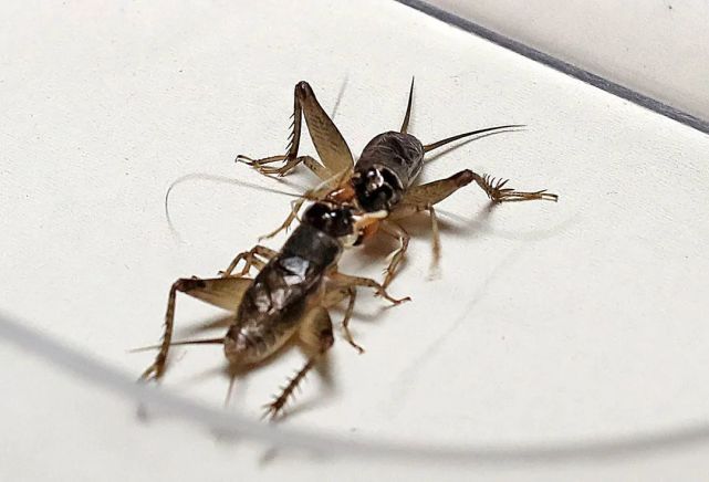 事情不简单一只蟋蟀引出的大案